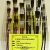 Brown Quills • Grey Quills • One Stroke Lettering • Outliners (SBA-15 & SBA-18)